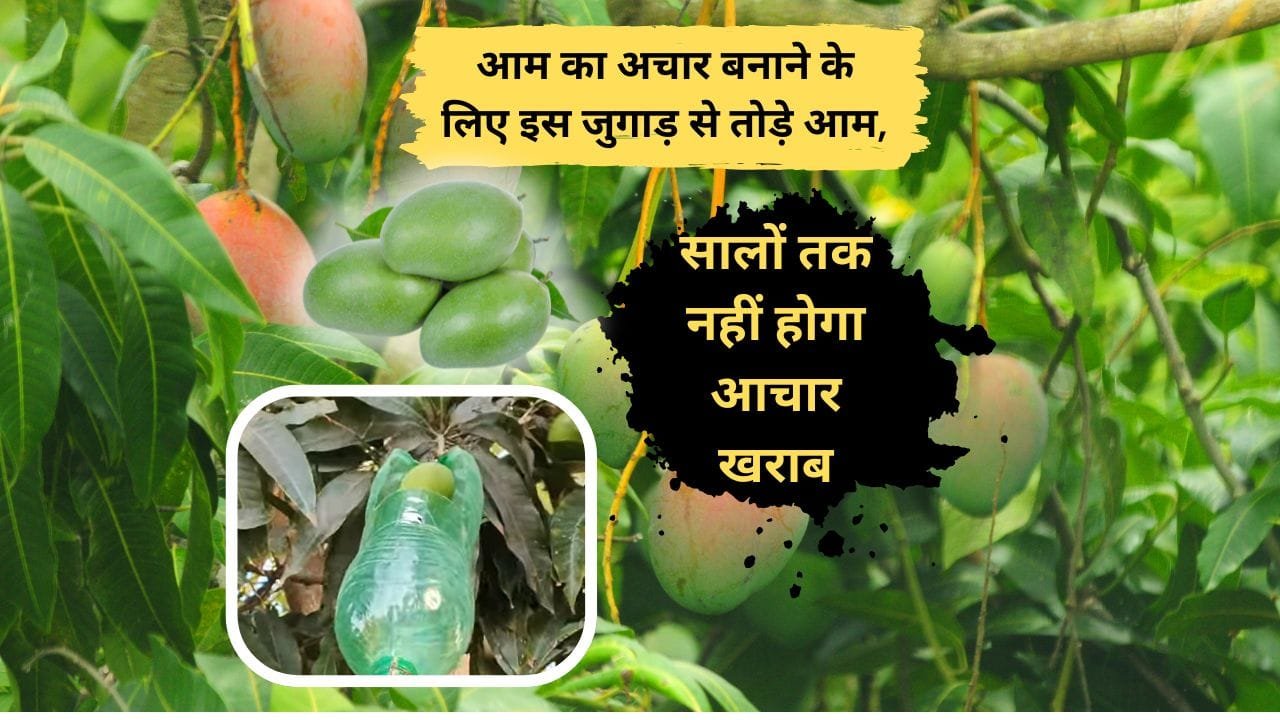 आम तोड़ने का जुगाड़ कैसे बनायें