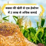 मक्के की खेती में आमदनी