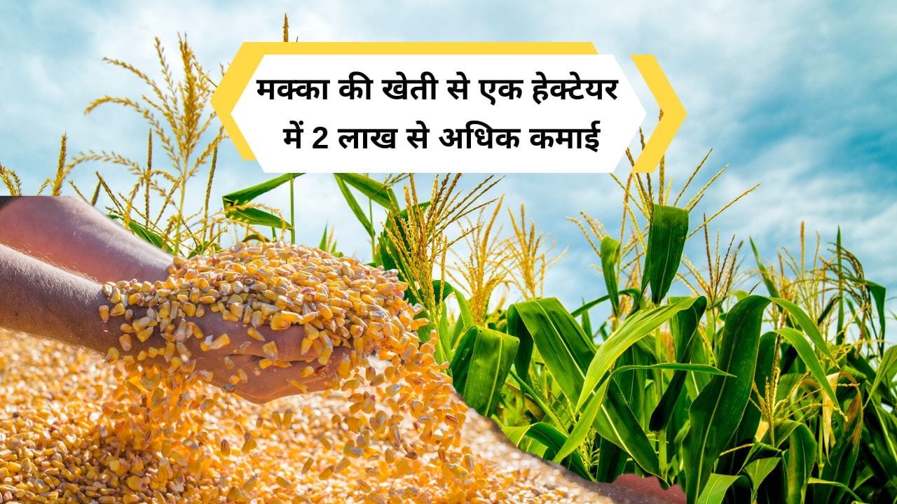 मक्के की खेती में आमदनी