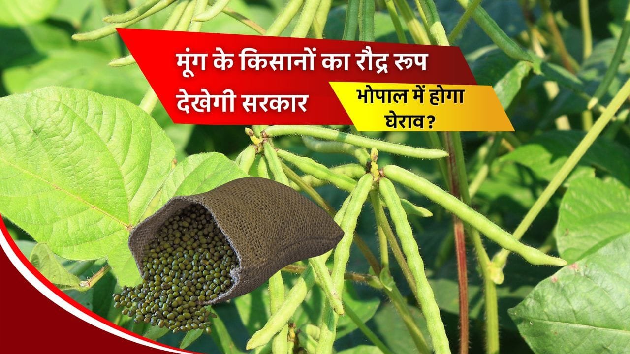 मूंग की खेती
