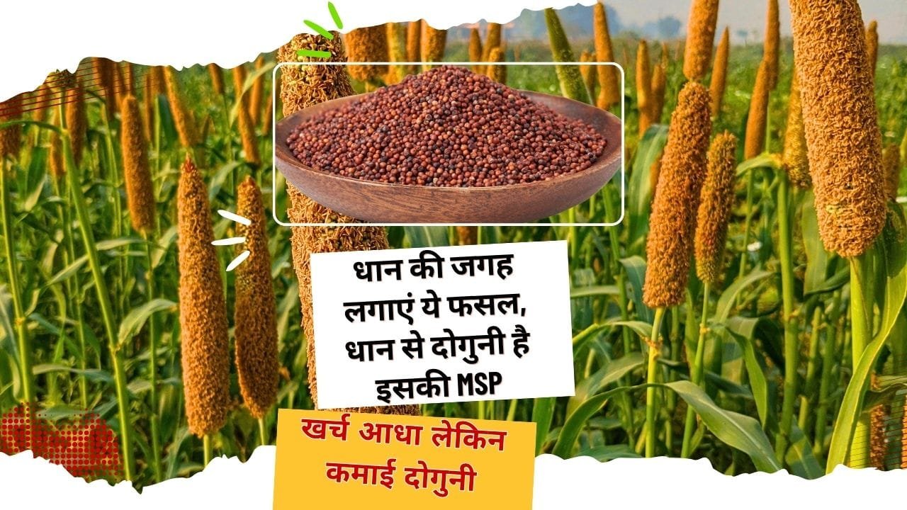 रागी की खेती