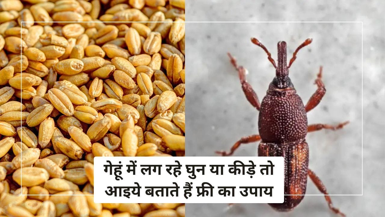 गेहूं को स्टोर करते समय इन बातों का ध्यान रखें