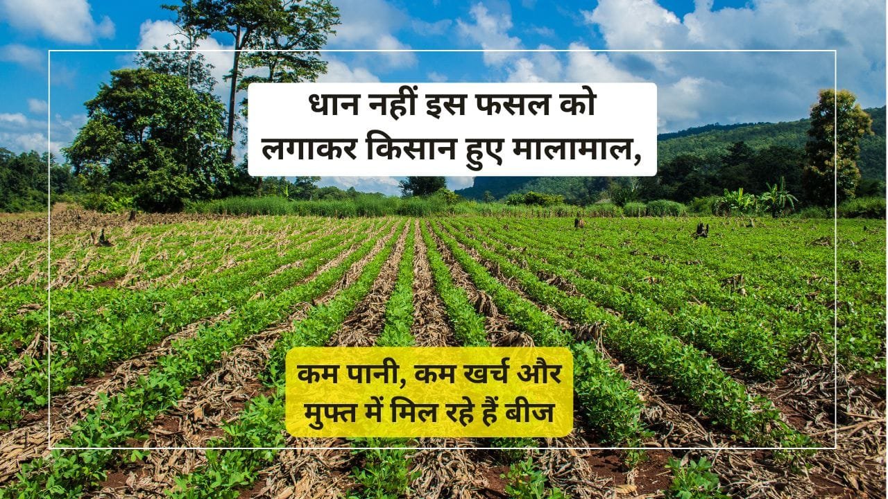 धान की खेती में नहीं हुआ मुनाफा