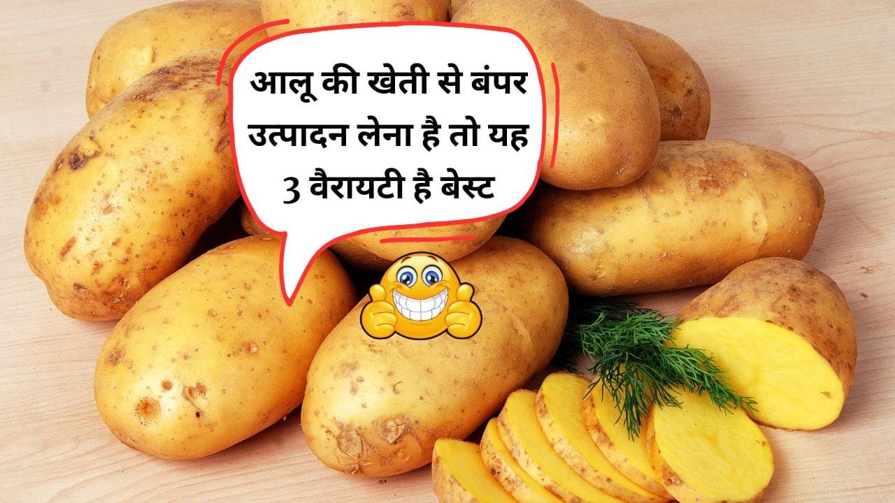 आलू की बढ़िया किस्म