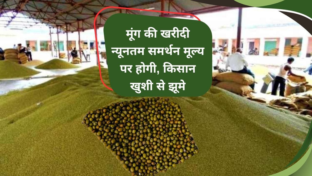 मूंग की खरीदी न्यूनतम समर्थन मूल्य पर