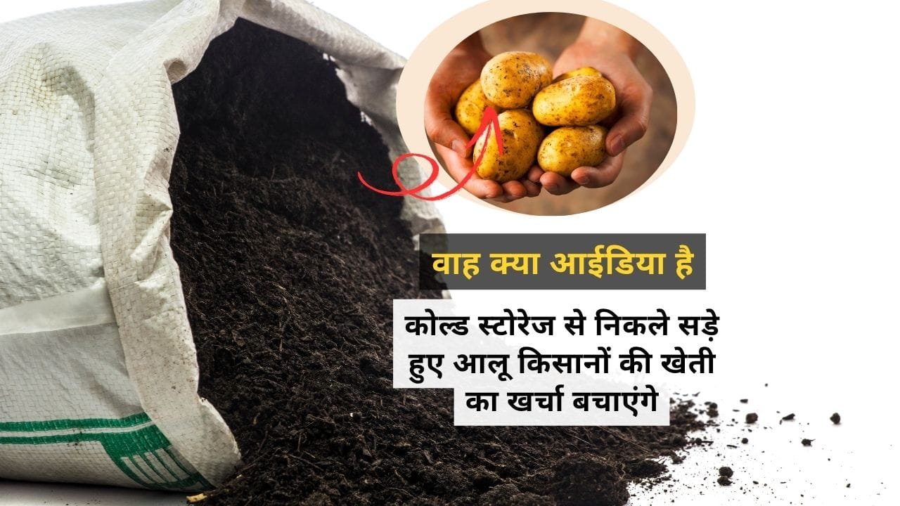 आलू फेकने पर प्रतिबंध