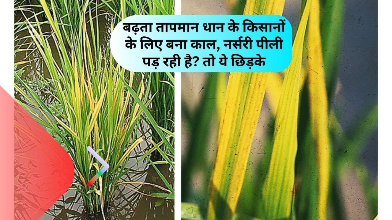 धान की नर्सरी पीली होना