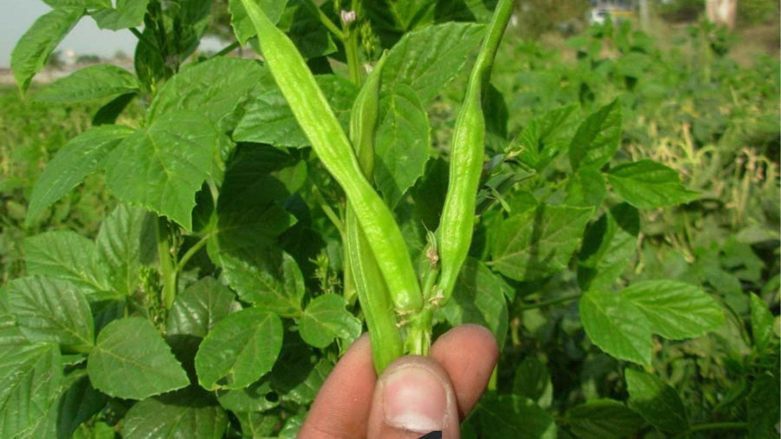 जून से जरूर करें इस सब्जी की खेती, मार्केट में है तगड़ी डिमांड एक हेक्टेयर में खेती से सिर्फ 90 दिनों में आएंगे लाखों रूपए, जाने नाम