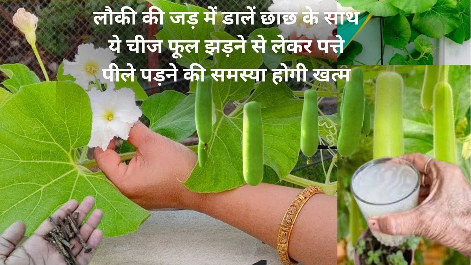 Gardening Tips: लौकी की जड़ में डालें छाछ के साथ जंग लगी ये चीज, फूल झड़ने से लेकर पत्ते पीले पड़ने की समस्या होगी खत्म नीचे से ऊपर तक लद जाएगी लौकी
