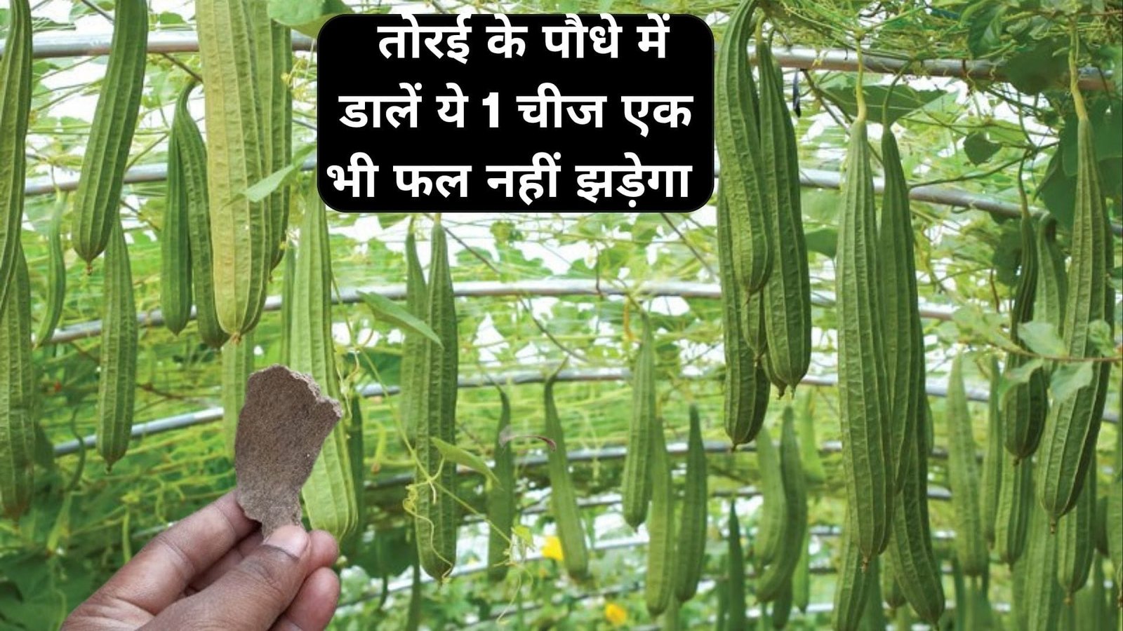 Gardening tips: तोरई के पौधे में डालें ये 1 चीज, एक भी फल नहीं झड़ेगा बाजार से खरीदने की नहीं पड़ेगी जरूरत, जाने नाम