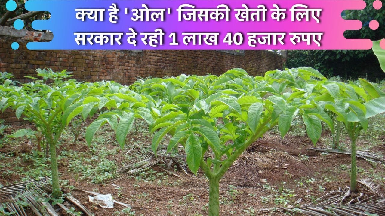 ओल की खेती के लिए सब्सिडी