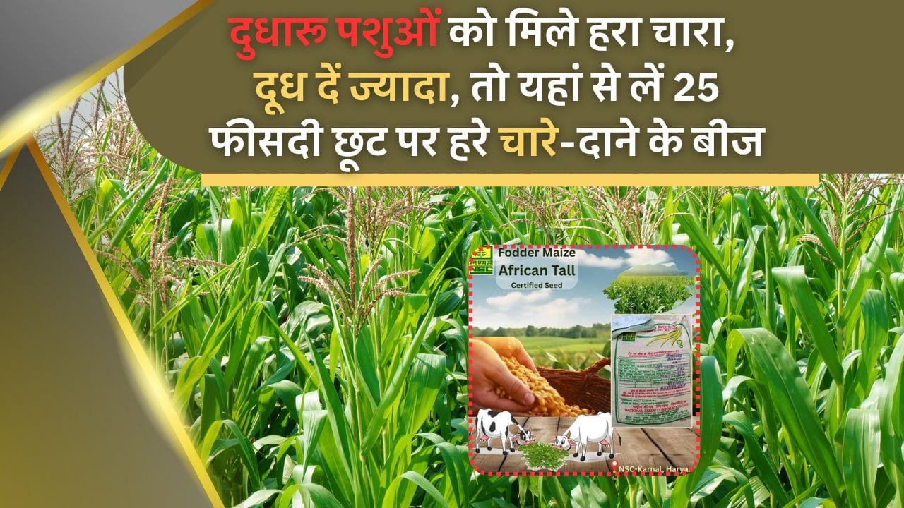 अफ्रीकन टॉल मेज की वैरायटी