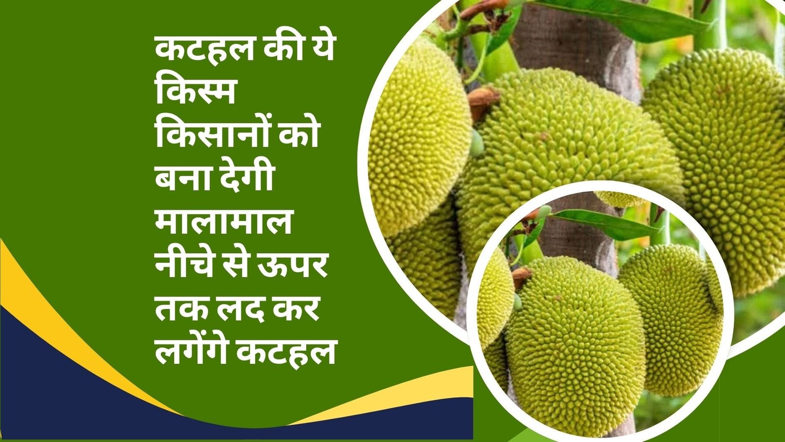 कटहल की ये किस्म किसानों को बना देगी मालामाल, नीचे से ऊपर तक लद कर लगेंगे कटहल मार्केट है खूब डिमांड, जाने नाम