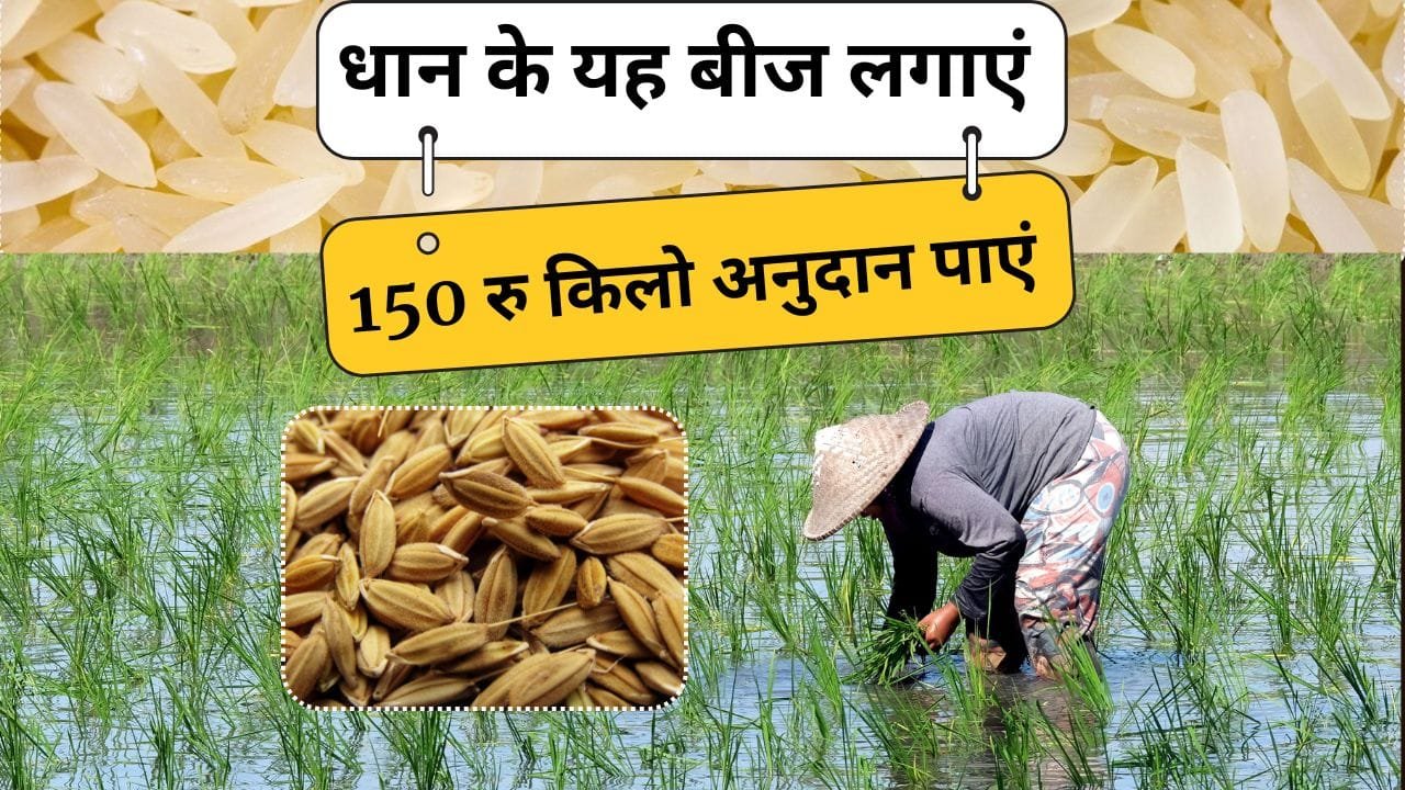 हाइब्रिड धान अराइज 6444 गोल्ड धान के बीज सब्सिडी पर
