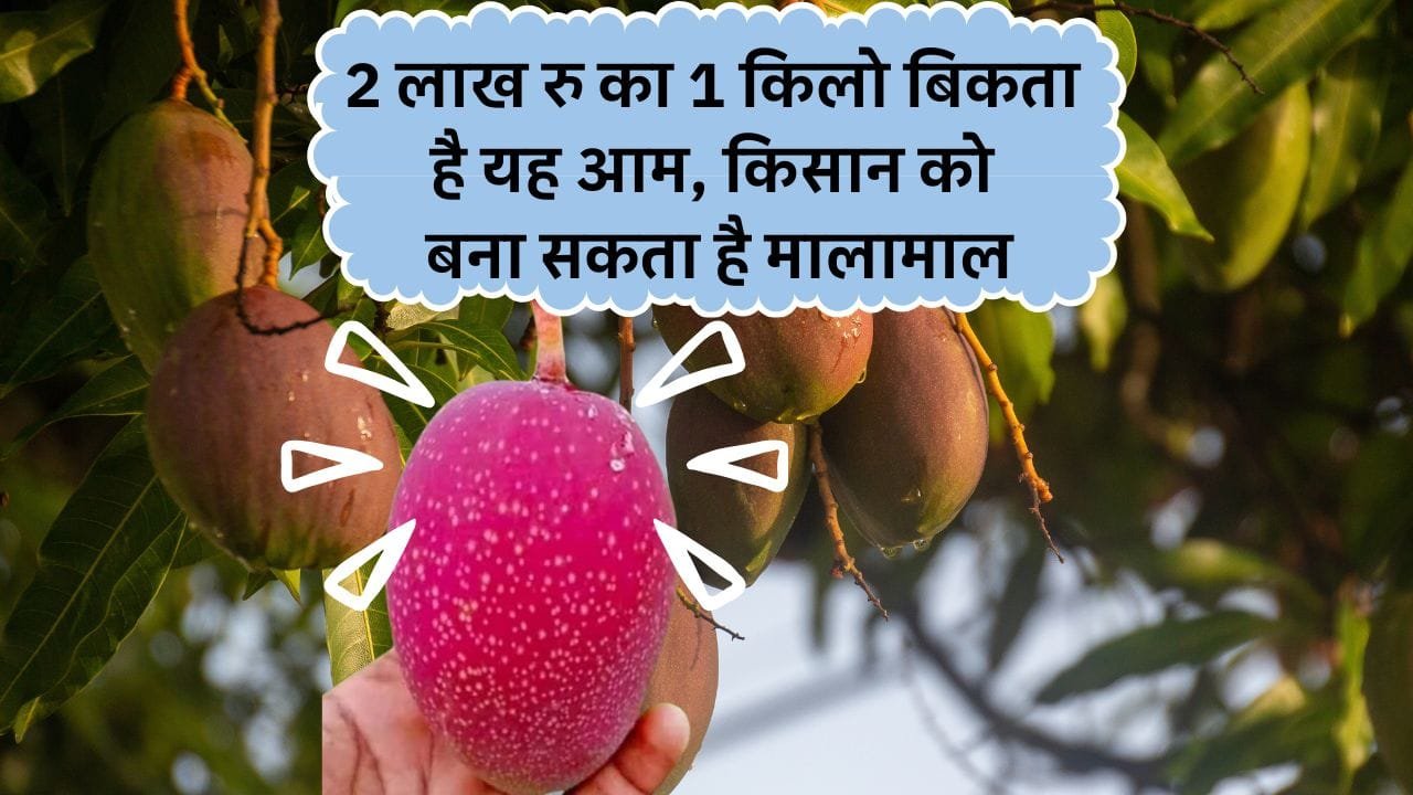 महंगे आमों की खेती