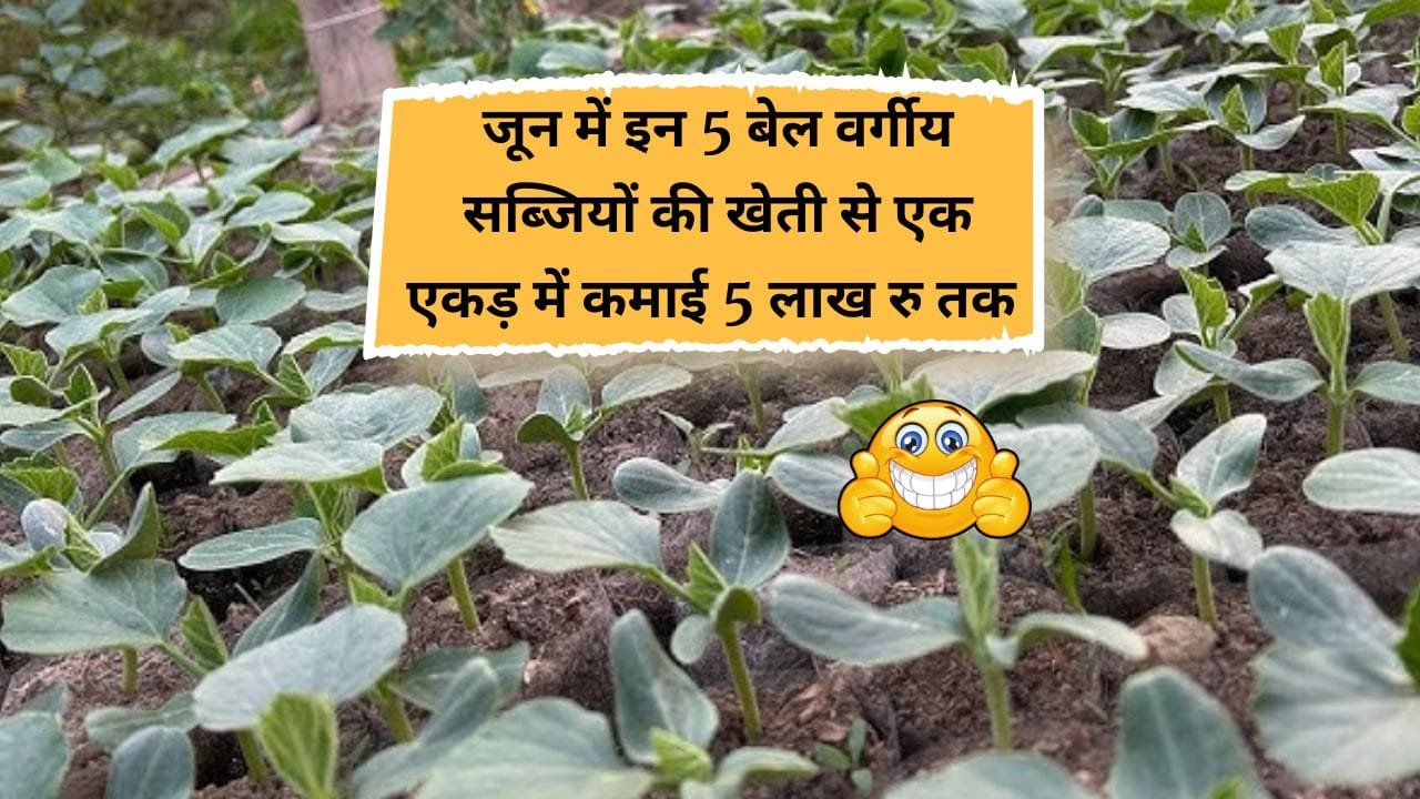 जून में सब्जियों की खेती