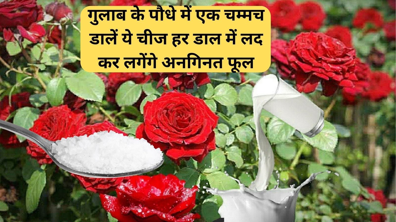 Gardening tips: गुलाब के पौधे में एक चम्मच डालें ये चमत्कारी चीज, हर डाल में लद कर लगेंगे अनगिनत फूल, जाने नाम
