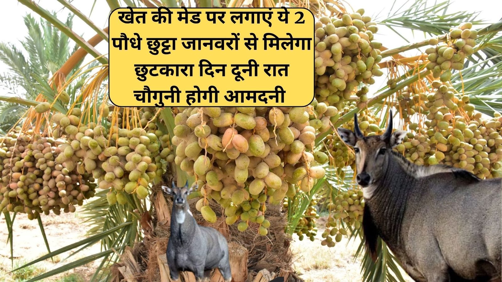 Agriculture tips: खेत की मेड पर लगाएं ये 2 पौधे, छुट्टा जानवरों से मिलेगा छुटकारा नीलगाय का आतंक होगा खत्म दिन दूनी रात चौगुनी होगी आमदनी