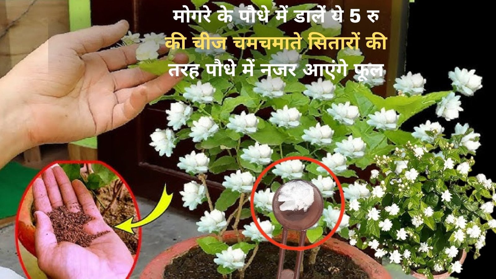 Gardening tips: मोगरे के पौधे में डालें ये 5 रूपए की चीज, चमचमाते सितारों की तरह पौधे में नजर आएंगे अनगिनत फूल, जाने नाम