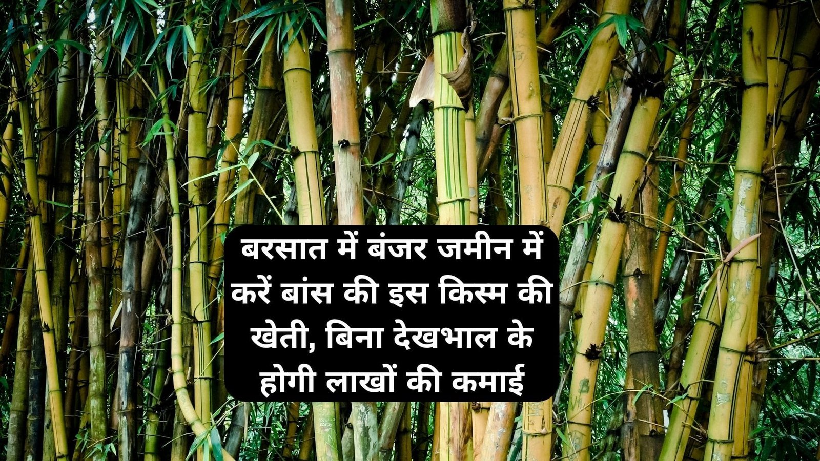 बरसात में बंजर जमीन में करें बांस की इस किस्म की खेती, बिना देखभाल के होगी लाखों की कमाई मार्केट में है खूब डिमांड, जाने नाम