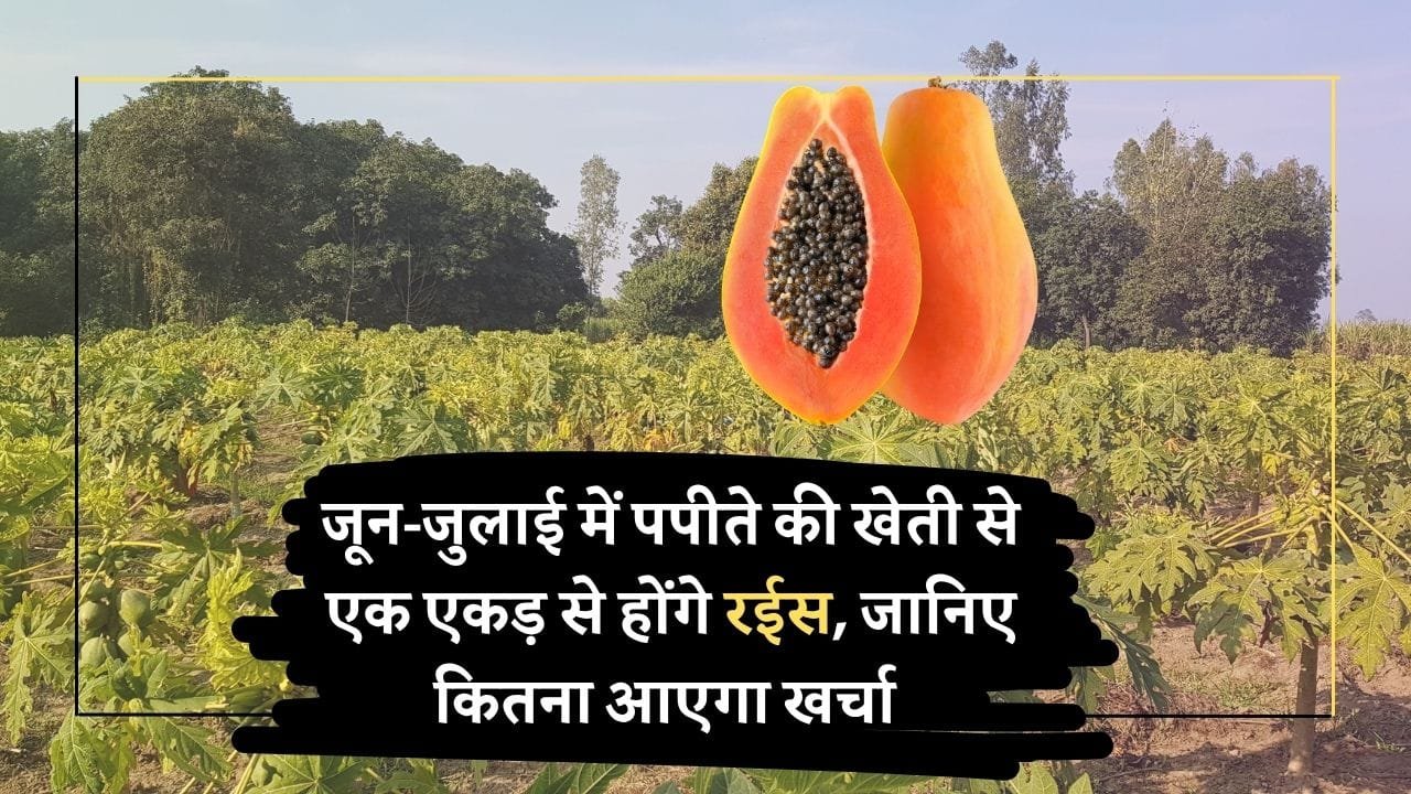जून-जुलाई में पपीते की खेती
