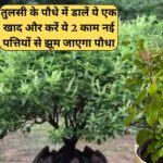 Gardening tips: तुलसी के पौधे में डालें ये एक खाद और करें ये 2 काम, नई पत्तियों से झूम जाएगा पौधा बरसात में हरी भरी होगी तुलसी, जाने नाम