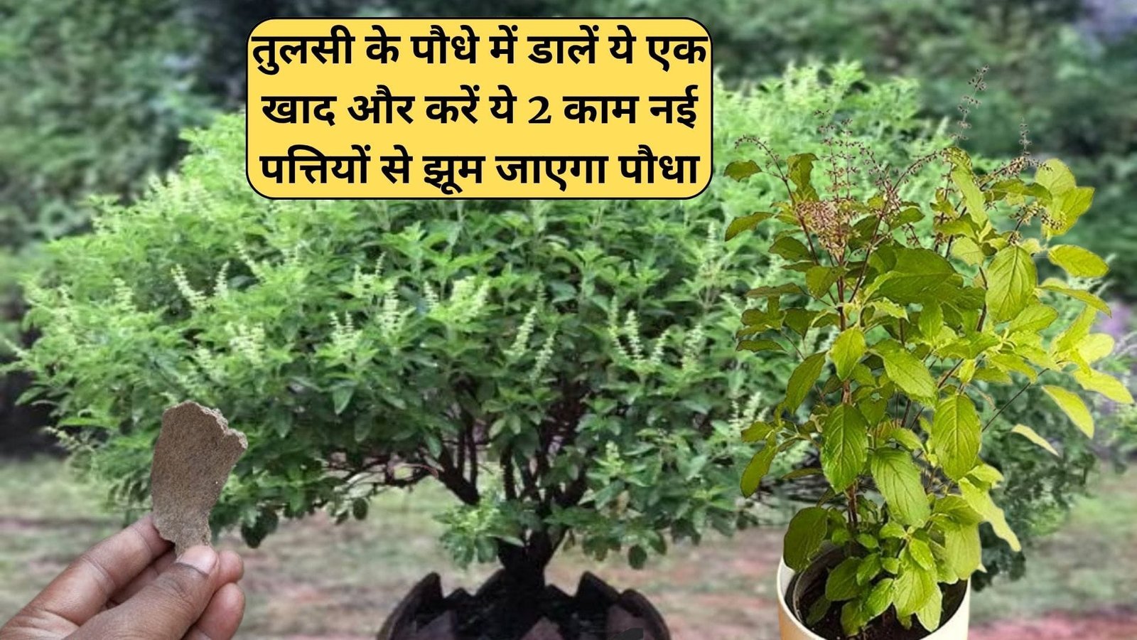 Gardening tips: तुलसी के पौधे में डालें ये एक खाद और करें ये 2 काम, नई पत्तियों से झूम जाएगा पौधा बरसात में हरी भरी होगी तुलसी, जाने नाम
