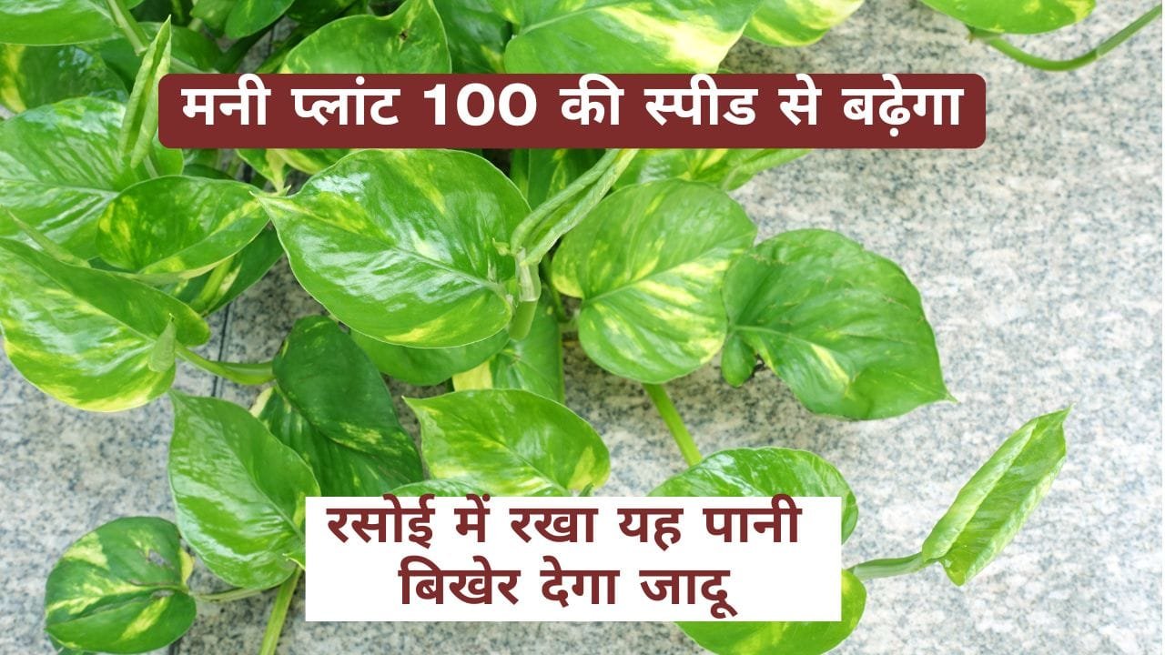 मनी प्लांट के लिए घरेलू उपाय