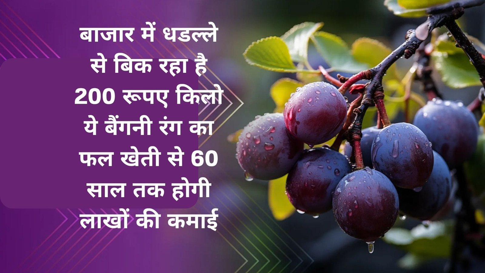 बाजार में धडल्ले से बिक रहा है ये बैंगनी फल, एकबार करें पौधों की रोपाई 60 साल तक होगी लाखों की कमाई बिकता है 200 रूपए किलो