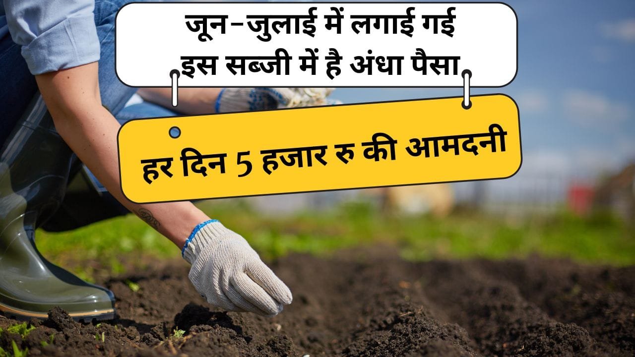 गर्मी-बरसात के लिए भिंडी की खेती