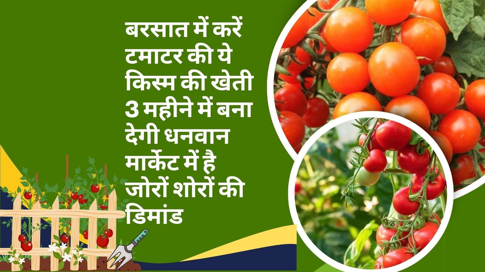 बरसात में करें टमाटर की ये किस्म की खेती, 3 महीने में बना देगी धनवान मार्केट में है जोरों शोरों की डिमांड, जाने नाम