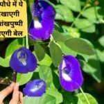 Gardening Tips: अपराजिता के पौधे में ये जादुई छड़ी दिखाएगी अपना कमाल, अनगिनत शंखपुष्पी फूलों से लद जाएगी बेल, जाने नाम