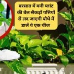 Gardening Tips: बरसात में मनी प्लांट की बेल सैकड़ों पत्तियों से लद जाएगी, बस पौधे में डालें ये एक चीज रॉकेट की तरह बढ़ेगा पौधा, जाने नाम