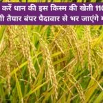 जून में जरूर करें धान की इस किस्म की खेती, 110 दिनों में होगी तैयार बंपर पैदावार से लबालब भर जाएंगे गोदाम, जाने नाम