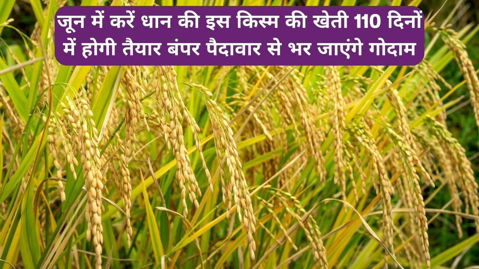 जून में जरूर करें धान की इस किस्म की खेती, 110 दिनों में होगी तैयार बंपर पैदावार से लबालब भर जाएंगे गोदाम, जाने नाम
