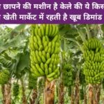 पैसा छापने की मशीन है केले की ये किस्म की खेती, मार्केट में रहती है खूब डिमांड खेती से धनवान हो जायेंगे किसान, जाने नाम