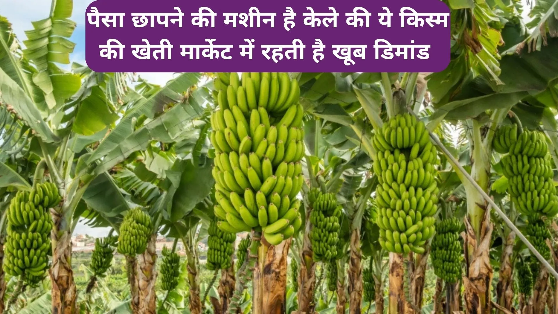 पैसा छापने की मशीन है केले की ये किस्म की खेती, मार्केट में रहती है खूब डिमांड खेती से धनवान हो जायेंगे किसान, जाने नाम