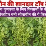 उच्च गुणवत्ता के लिए किसानों के बीच लोकप्रिय बनी सोयाबीन की ये किस्म, सिर्फ 94 दिनों में पककर होती है तैयार बंपर पैदावार से भर जायेंगे गोदाम