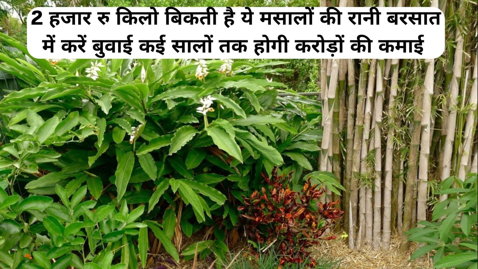 2 हजार रूपए किलो बिकती है ये मसालों की रानी, बरसात में करें बुवाई कई सालों तक होगी करोड़ों की कमाई खेती से हो जायेंगे मालामाल, जाने नाम