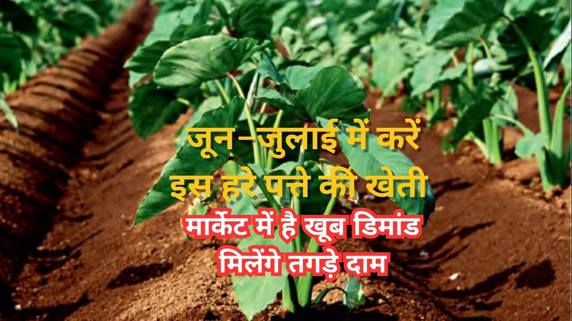 जून-जुलाई में करें इस हरे पत्ते की खेती, मार्केट में है खूब डिमांड मिलेंगे तगड़े दाम डबल होगी कमाई, जाने नाम