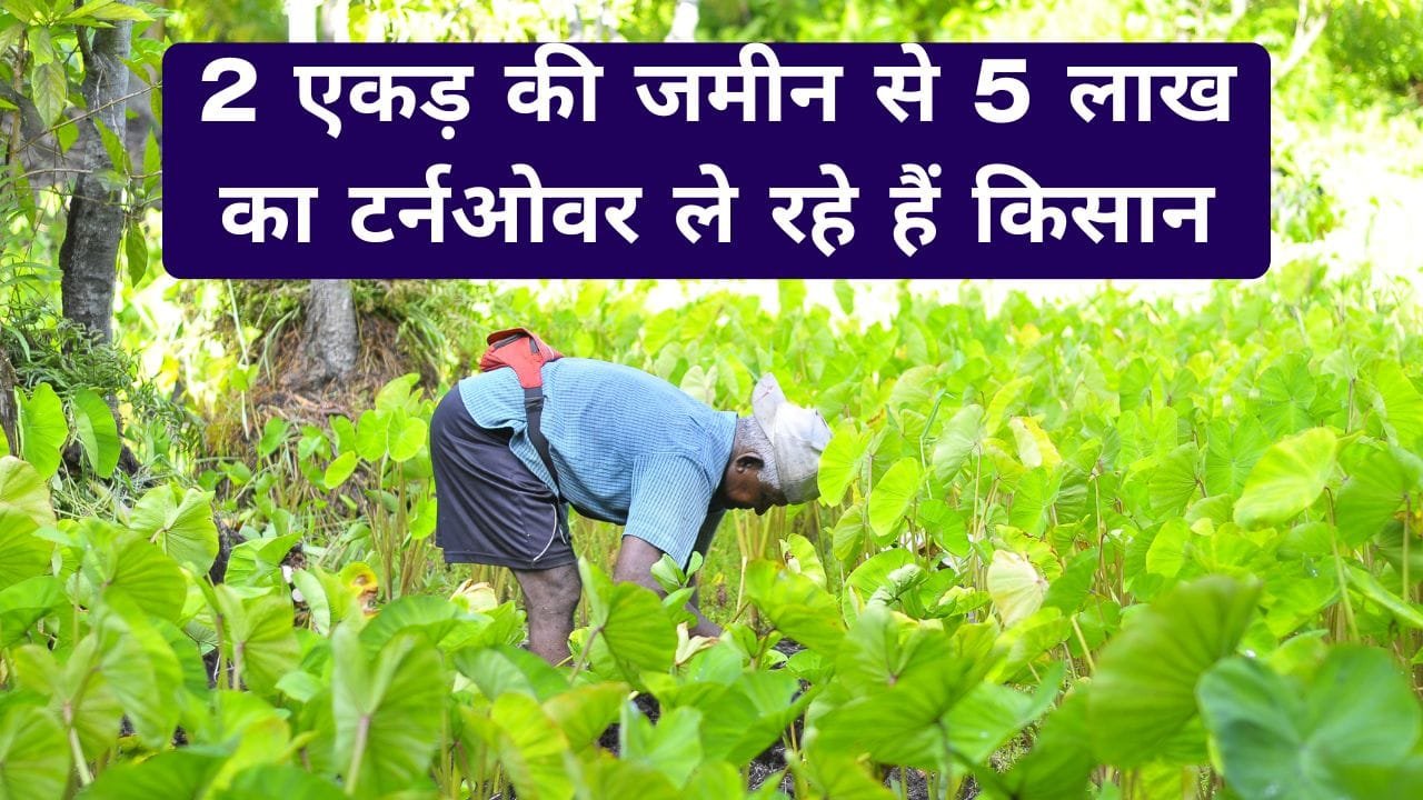 अरबी की खेती