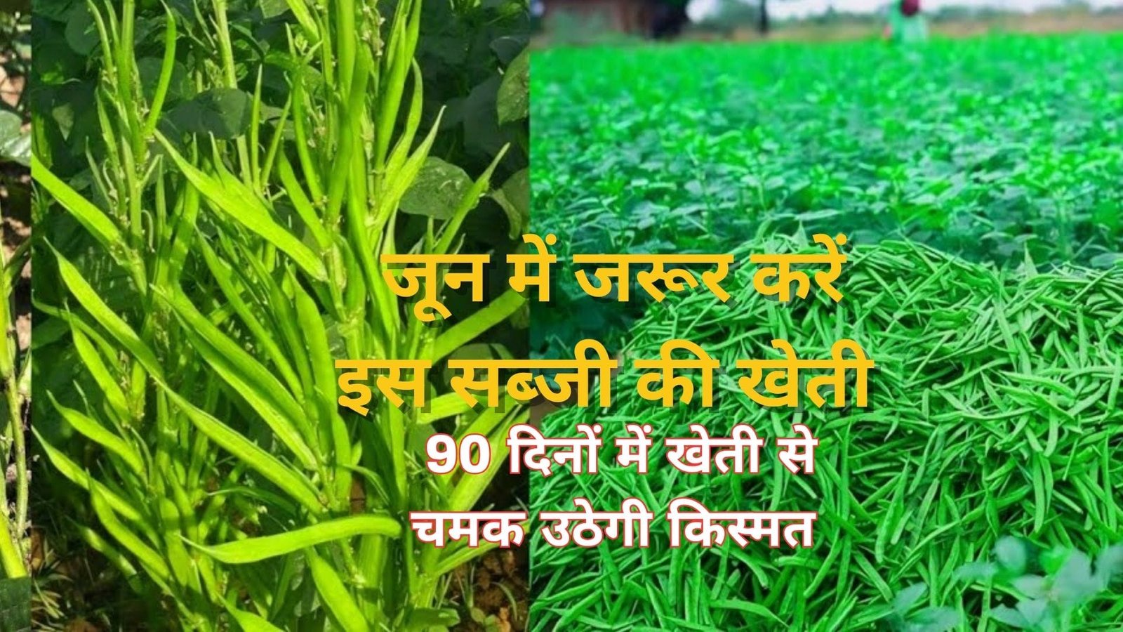 जून में जरूर करें इस सब्जी की खेती, 90 दिनों में खेती से चमक उठेगी किस्मत खेती से आएंगे लाखों रूपए, जाने नाम