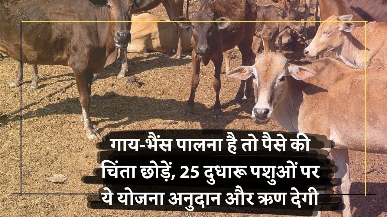 डॉ भीमराव अंबेडकर कामधेनु योजना