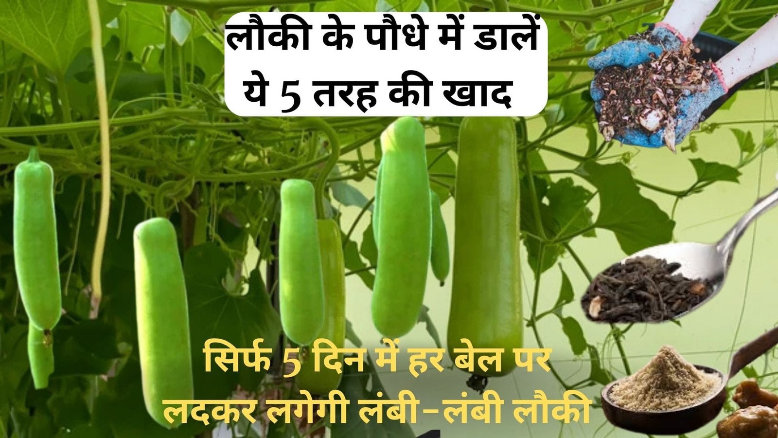 Gardening Tips: लौकी के पौधे में डालें ये 5 तरह की खाद, सिर्फ 5 दिन में हर बेल पर लदकर लगेगी लंबी-लंबी लौकी, जाने नाम