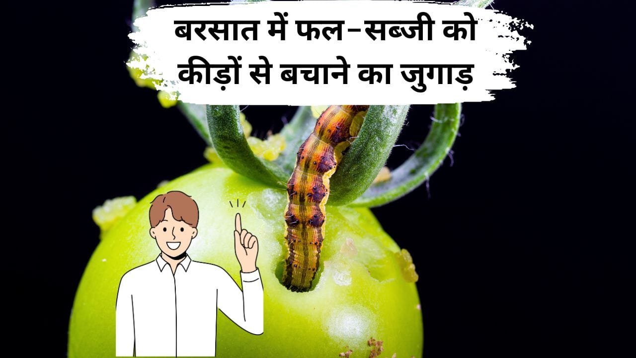 एक जुगाड़ कीड़ों का कर देगा खत्मा