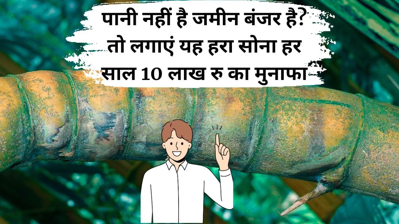 बांस की खेती