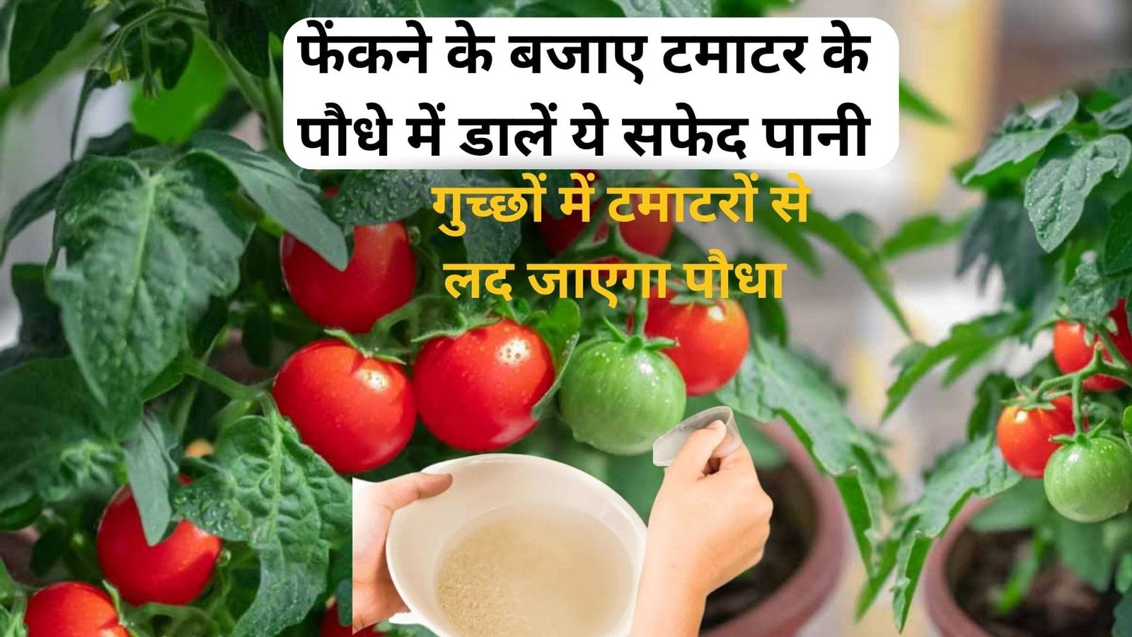 Gardening Tips: फेंकने के बजाए टमाटर के पौधे में डालें ये सफेद पानी, गुच्छों में टमाटरों से लद जाएगा पौधा पूरी बरसात फ्री में हो जाएगा काम, जाने नाम