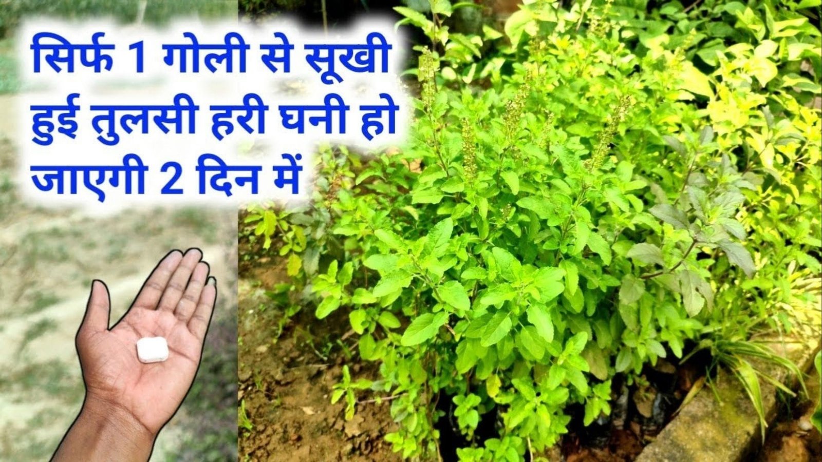Gardening Tips: सिर्फ 2 रूपए की ये चीज तुलसी के पौधे को बना देगी बरगद जैसा घना, एकबार पौधे में डालें निकलने लगेगी नई-नई पत्तियां