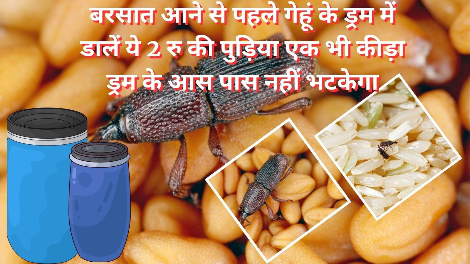 बरसात आने से पहले गेहूं के ड्रम में डालें ये 2 रूपए की पुड़िया, घुन का नामोनिशान मिट जायेगा एक भी कीड़ा ड्रम के आस पास नहीं भटकेगा