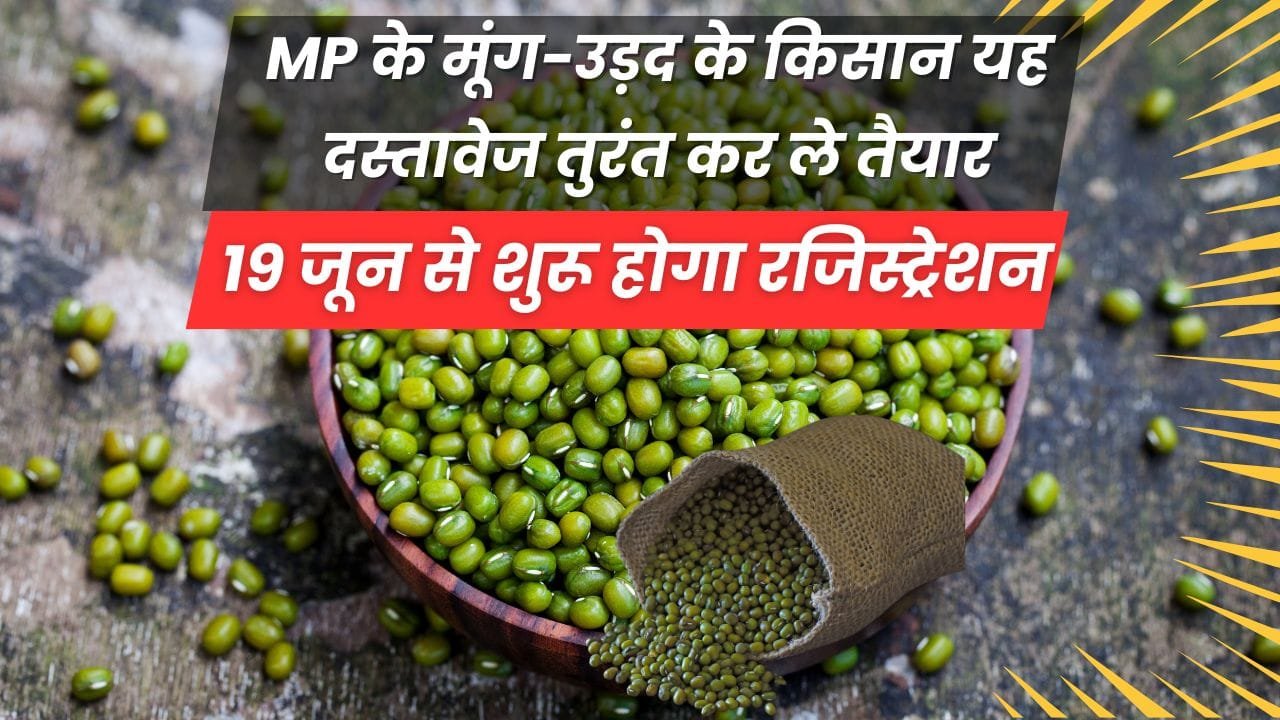 मूंग-उड़द की MSP पर बिक्री